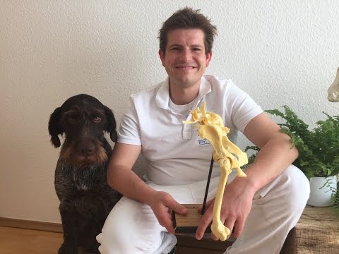 Athrose beim Hund!! Wie erkenne ich, ob mein Hund Arthrose hat?!