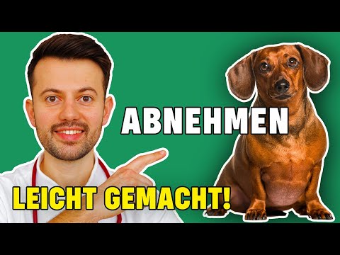 Was kann ich tun damit mein Hund abnimmt? (Tierarzt klärt auf)