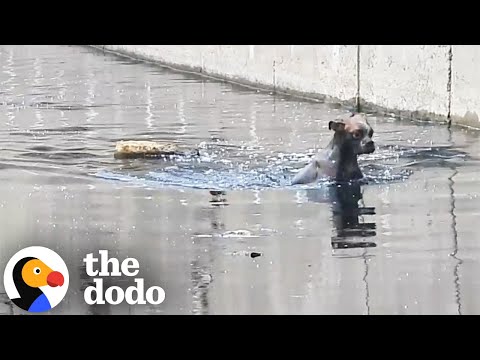 Boxer Dumped In A Canal Gets Rescued | The Dodo