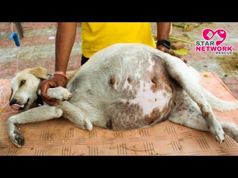 Rescued Female dog who was found with a huge belly full of fluid. | Ascites