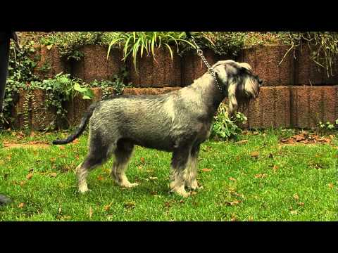 Mittelschnauzer: Informationen zur Rasse