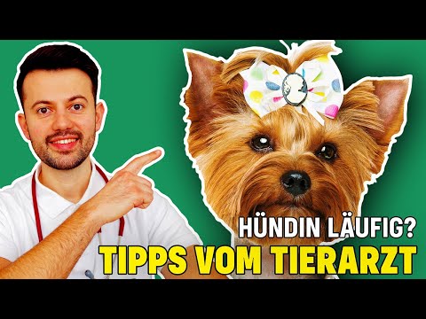 Läufigkeit bei Hündinnen - Wichtige Tierarzt Tipps!
