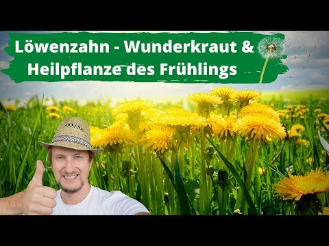 Löwenzahn Wunderkraut &amp; Heilpflanze des Frühlings 👍 Nutze ihn!