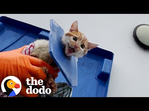 Cries Coming From A Dumpster Turned Out To Be The Cutest Cat | The Dodo