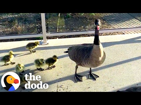 Geese Hide Adorable Secret On Man&#039;s Deck | The Dodo