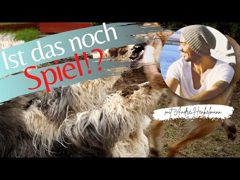 Ist das noch Spiel?? Spielverhalten unter Hunden richtig deuten! Profi Tipps!