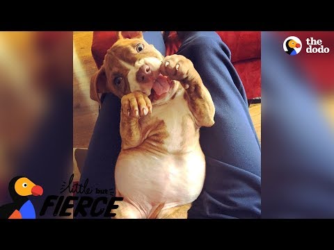 Starving Puppy Found In Backyard Grows Up Into The Prettiest Girl | The Dodo Little But Fierce