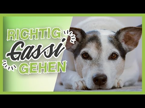 Hund RICHTIG beschäftigen – Wie du Spaziergänge spannend gestaltest