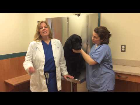 How to Check Your Pet&#039;s Gum Color