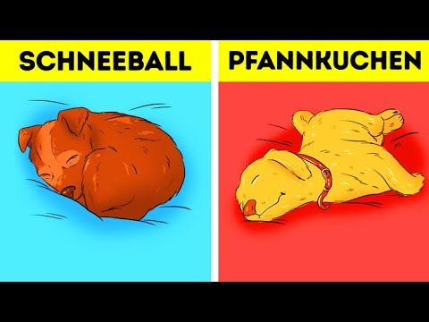 Was die Schlafposition über deinen Hund verraten kann