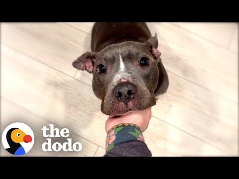 Skinny Pittie Finds A Family That&#039;s Truly Meant To Be | The Dodo