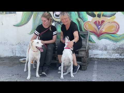 GzH Herzenshunde Bosse und Brooke
