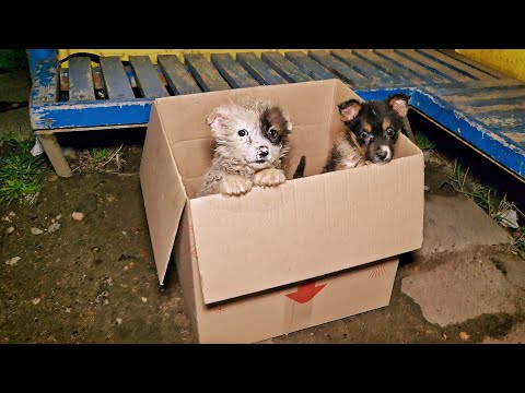Tiny Innocent Puppies Found in a Box at the Bus Stop