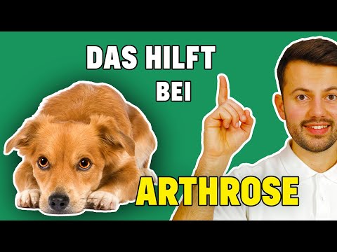 Wie kann ich meinem Hund bei Arthrose helfen? (Tierarzt klärt auf)