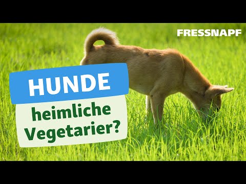 Warum fressen Hunde Gras? Wir räumen mit Mythen auf.
