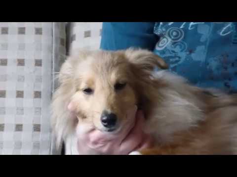 Passt ein Shetland Sheepdog / Sheltie zu Ihnen?