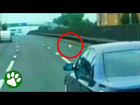 Man Braves Busy Highway To Save Dog