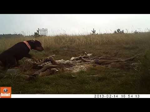 Hund wälzt sich im Kadaver