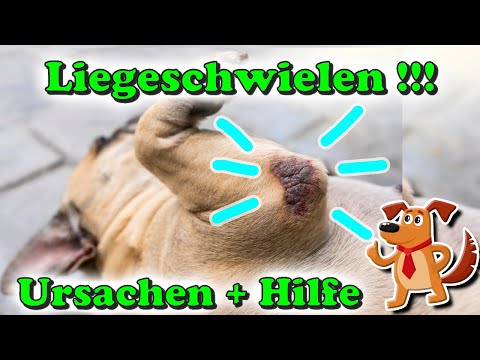Liegeschwielen beim Hund - wie kann ich sie behandeln und was sind die Ursachen? 🤔