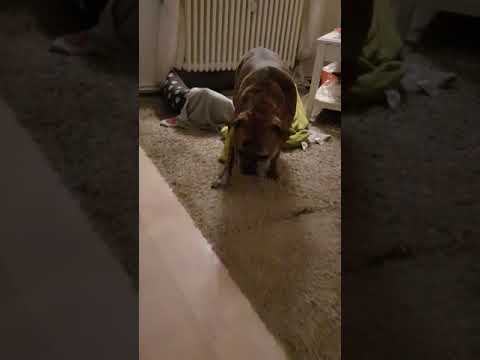 Ellenbogendysplasie beim Hund