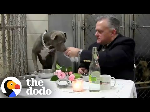 Vet Jumps In Kennel To Have Dinner With Scared Dog | The Dodo