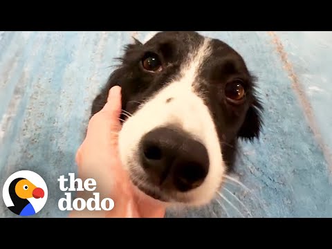 This Border Collie Has Perfect Pitch | The Dodo