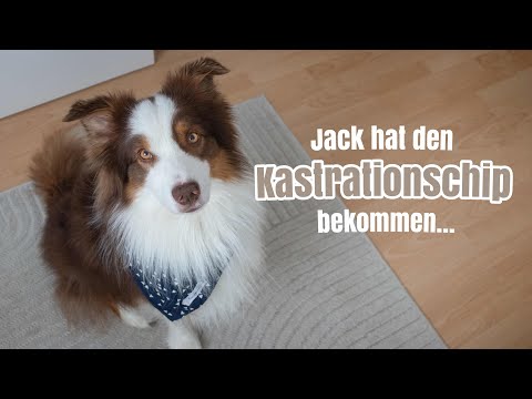 KASTRATIONSCHIP BEIM HUND: Das sind unsere Erfahrungen | Die ersten Wochen danach | Kastration Rüde