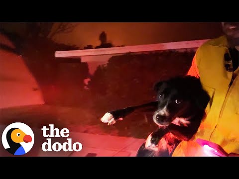 Reporters Break Into Guy&#039;s House To Save 3 Dogs In LA Fires | The Dodo