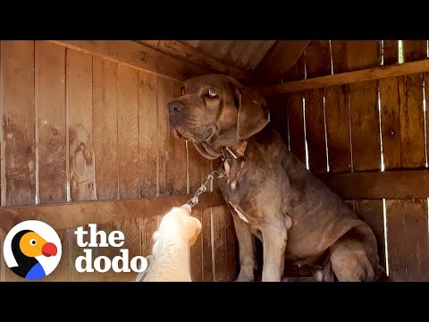 Dog Chained Up For Seven Years Gets All The Love Now | The Dodo