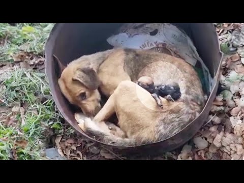 Abandoned just after giving birth, the mama dog despaired when her puppies gone