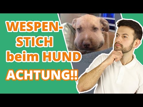 Deshalb kann ein Wespenstich für deinen Hund gefährlich werden ...