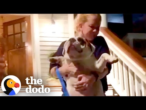 Dog Lived Like King Until Mom Brought Home A New Puppy | The Dodo