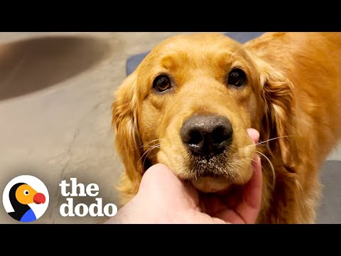 Puppy Mill Dog Learns What It Means To Join The Pack | The Dodo
