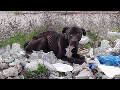 Eating trash to survive, the three legged bulldog endured a life of hunger and pain