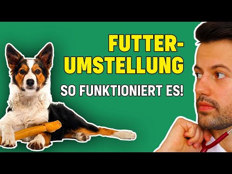 Futterumstellung beim Hund - Tierarzt erklärt was zu beachten ist!