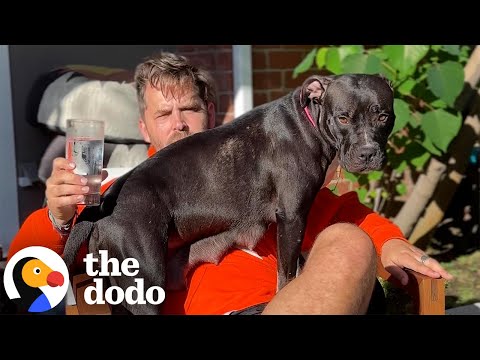 Couple Fosters Exhausted Pittie Mama And Her 8 Puppies | The Dodo