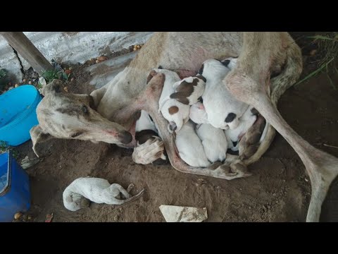 She Hugged Her Puppies, Try To Protect Them From Hunger &amp; Cold | Then She Exhausted &amp; Fainted...