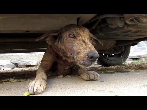 Hairless street dog just wants love – Pepper’s story.
