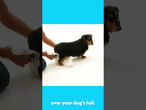 How to put a diaper on a dog!