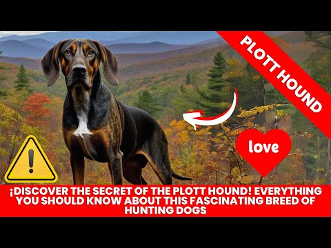 Plott Hound Dog Breed Information
