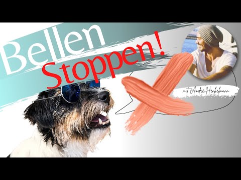 So kannst du das Bellen deines Hundes stoppen! Profi-Tipps/Hundeerziehung!