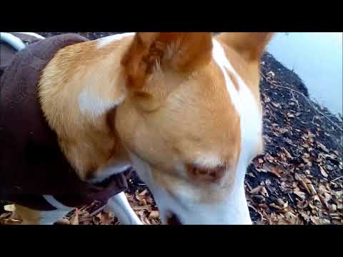 Podenco Andaluz - Free The Podenco