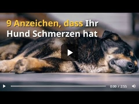 9 Anzeichen, dass ein Hund Schmerzen hat