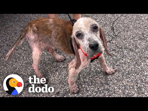Sick Rescue Beagle Has The Energy Of A Puppy Again Thanks To His Foster Mom | The Dodo
