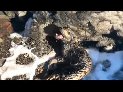 Poisoned and Struggling for Survival in Freezing Meltwater, a Puppy Cries Out in Fear