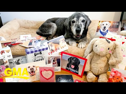 Friends help senior dog live out bucket list to &#039;maximize&#039; her last months