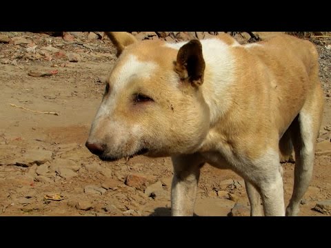 Street dog suffering from huge abscess saved!