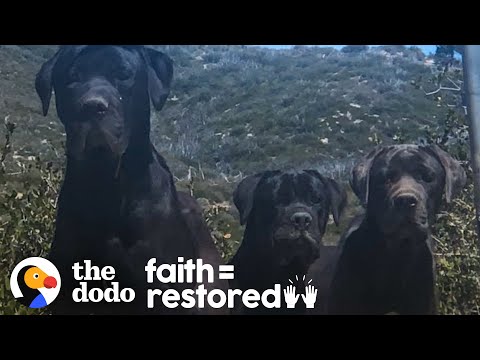 3 Huge Dogs Left On Mountain Kept Refusing To Be Rescued | The Dodo Faith = Restored