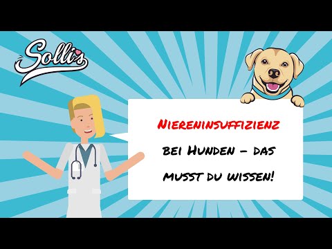 Niereninsuffizienz bei Hunden | Symptome &amp; Behandlung