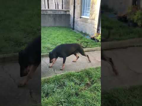 Dobermann with Wobblers, gait/movements